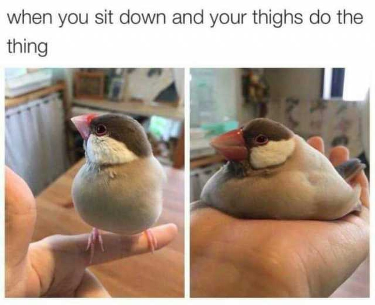Vogel Meme in den Cute News