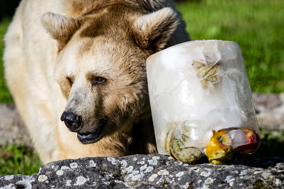 KEYPIX - Un ours brun approche un bloc de glace contenant des fruits, une mesure mise en place pour le rafraichissement des animaux au Zoo de Servion le vendredi 29 mai 2026 a Servion. (KEYSTONE/Jean- ...