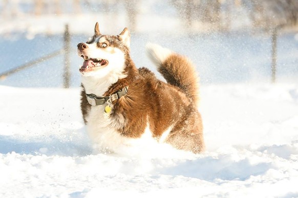 Husky, Schnee
Cute News
https://imgur.com/gallery/jjti4HA