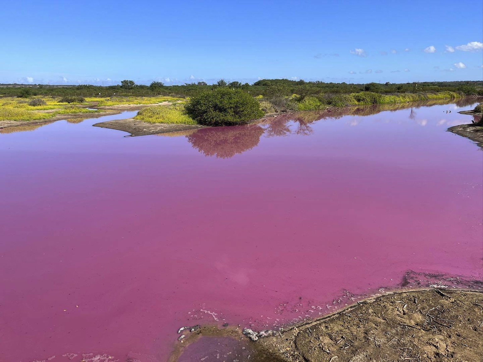This Nov. 8, 2023, photo provided by Leslie Diamond shows the pond at the Kealia Pond National Wildlife Refuge on Maui, Hawaii, that turned pink on Oct. 30, 2023. Officials in Hawaii are investigating ...