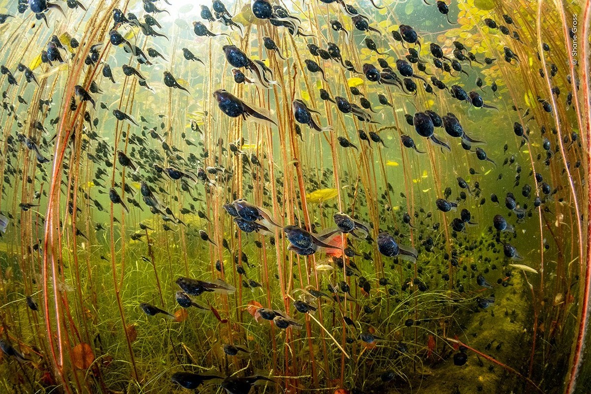 Shane Gross
Wetlands - The Bigger Picture
Communicating the vital role of freshwater ecosystems, from mountain-tops-bogs and peat uplands, rivers and lakes to deltas, floodplains, marshes and mangrov ...