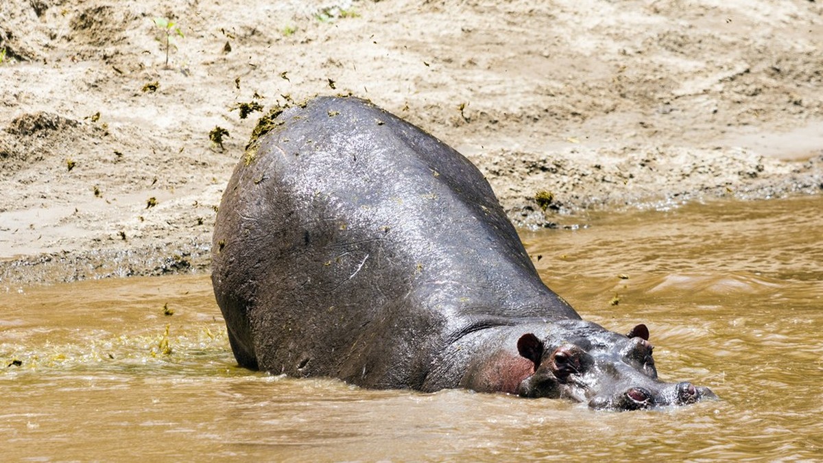 Indischer Milliardärssohn will Escobars Nilpferde aufnehmen