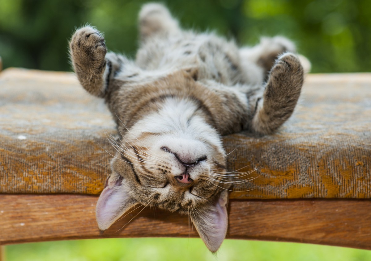 Nicht jeder soll mir nichts dir nichts eine Katze halten dürfen.