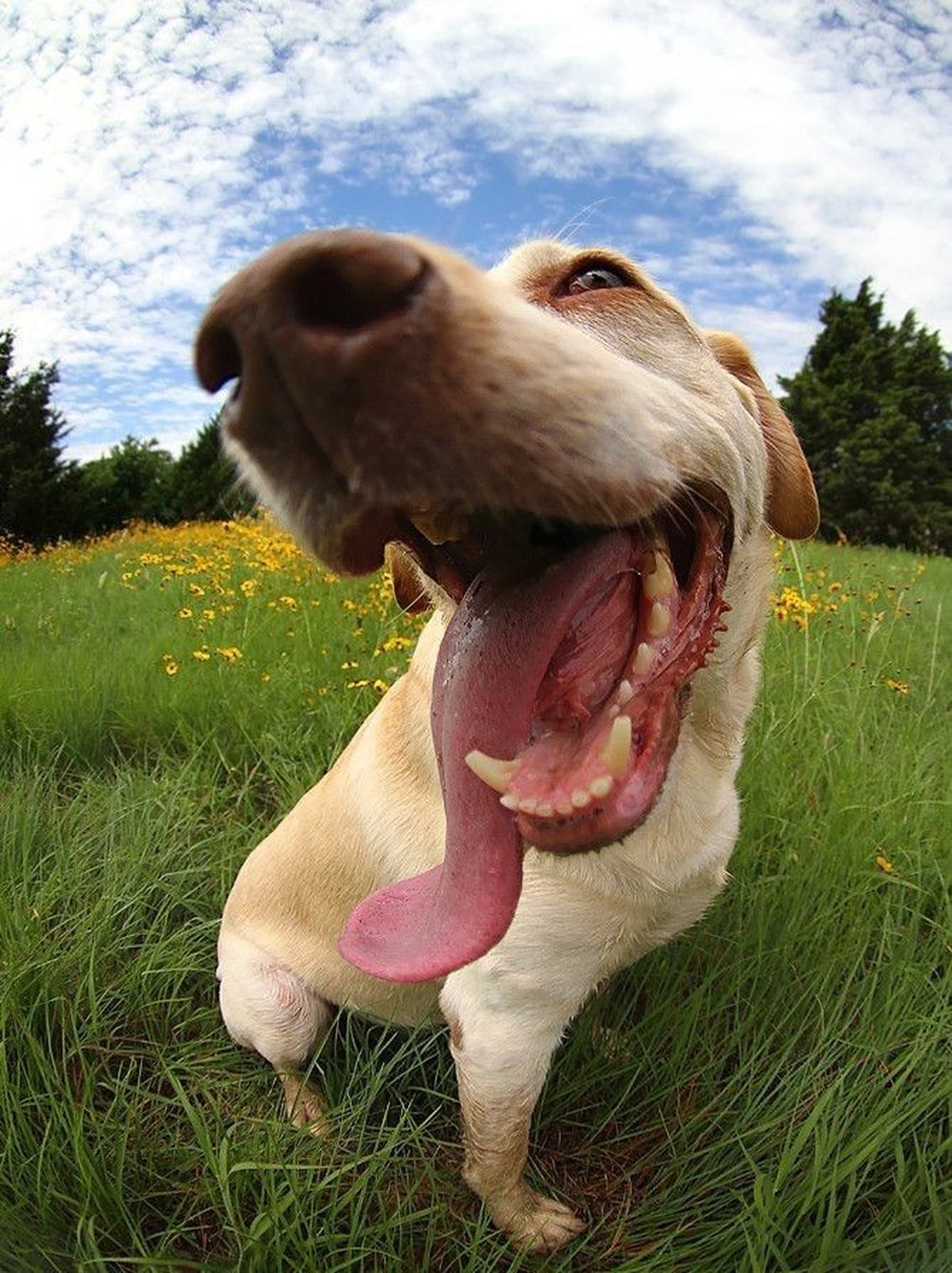 cute news tier hund

https://ch.pinterest.com/pin/1121888957171639809/