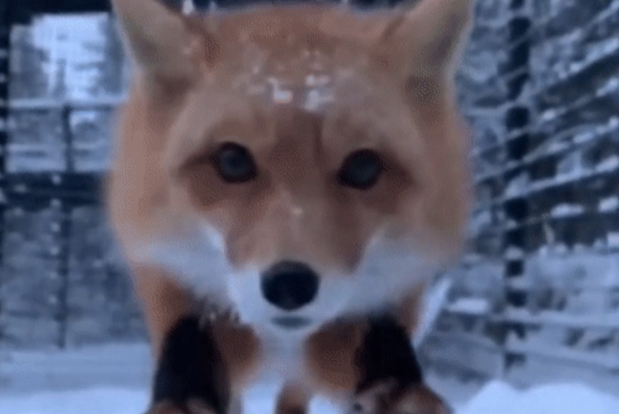 31 GIFs für gute Laune – und 10 Bilder, bei denen du sogar was lernst