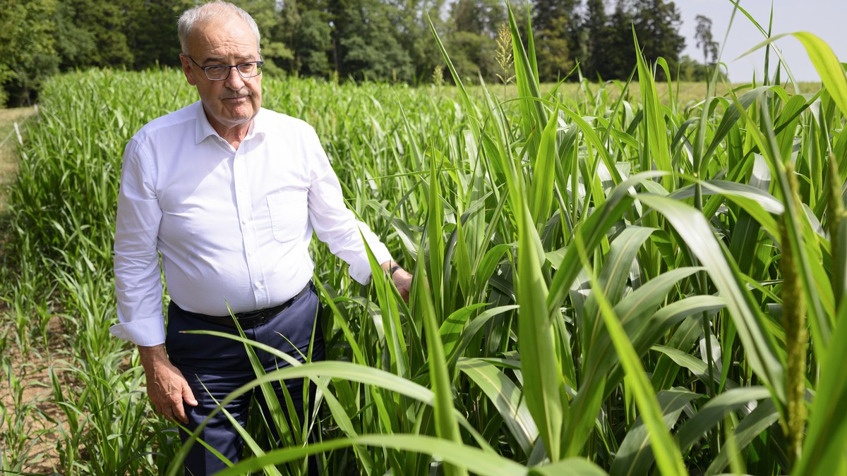 KEYPIX - Le conseiller federal et president de la Confederation Guy Parmelin observe dans un champs du Sorgho fourrager, plante resistante a la secherresse pour le fourrage du betail, lors d'une  ...