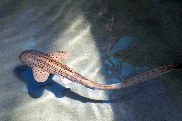 Juvenile zebra shark swimming in shallow waters underwater portrait close up from the top
zebrahai