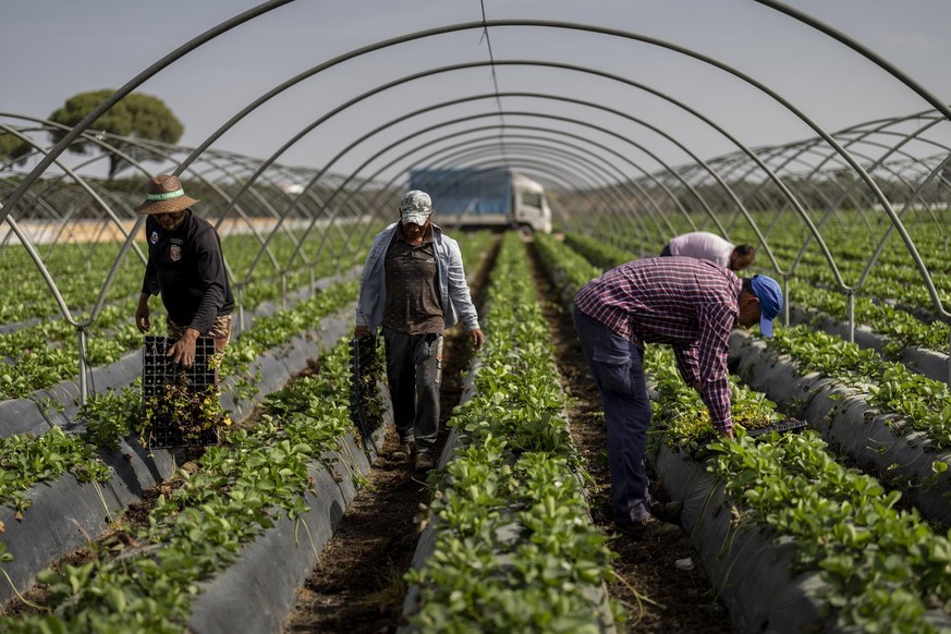 Temporary workers plant strawberries in farm in Almonte, southwest Spain, Tuesday, Oct. 18 2022. Farming and tourism had already drained the aquifer feeding Do