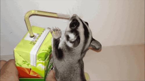 Hasenmaus, Sugar Glider und über 20 weitere Tiere für ganz viel «Jööö!» und «Ahaaa!»
Frühstück