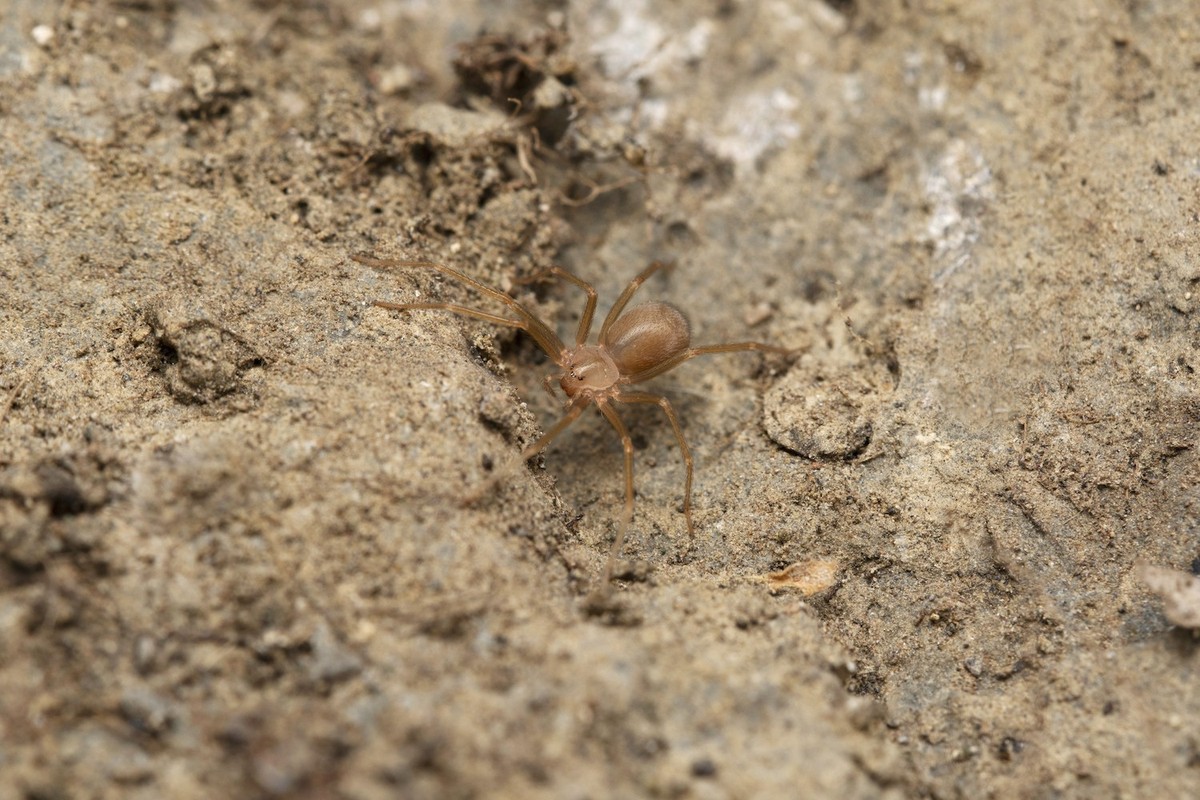 Morsure d'une araignée recluse brune à Majorque
