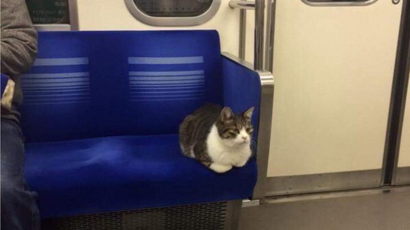 Katze sitzt im Zug / Katze fährt Zug

https://twitter.com/Princessofwifi/status/784069428040392708?ref_src=twsrc%5Etfw