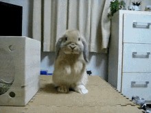 Hasenmaus, Sugar Glider und über 20 weitere Tiere für ganz viel «Jööö!» und «Ahaaa!»
Wie wäre es mit mehr Kaninchen?