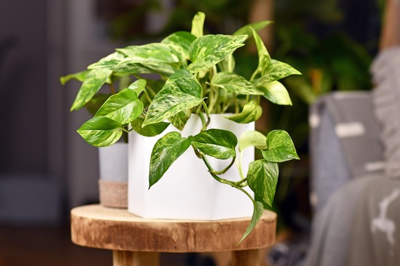 Pothos, Devil&#039;s Eye Hauspflanze