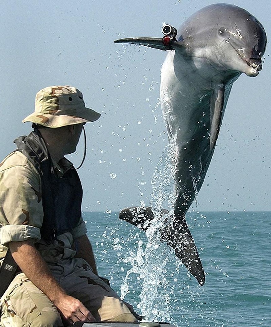 NMMP dolphins, such as the one pictured here wearing a locating pinger, performed mine clearance work in the Persian Gulf during the Iraq War.
https://en.wikipedia.org/wiki/United_States_Navy_Marine_M ...