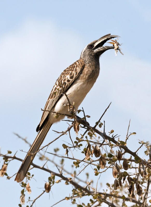 Insektenfressende Vögel: Keilschwanztoko (Ocyceros birostris) mit Beute.