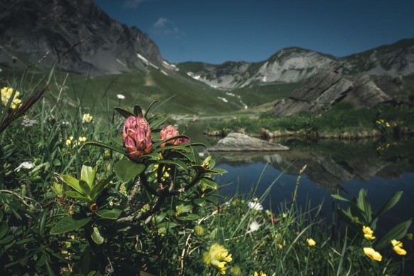 Die Pflanzen im Vordergrund verleihen der Landschaftsaufnahme Tiefe.