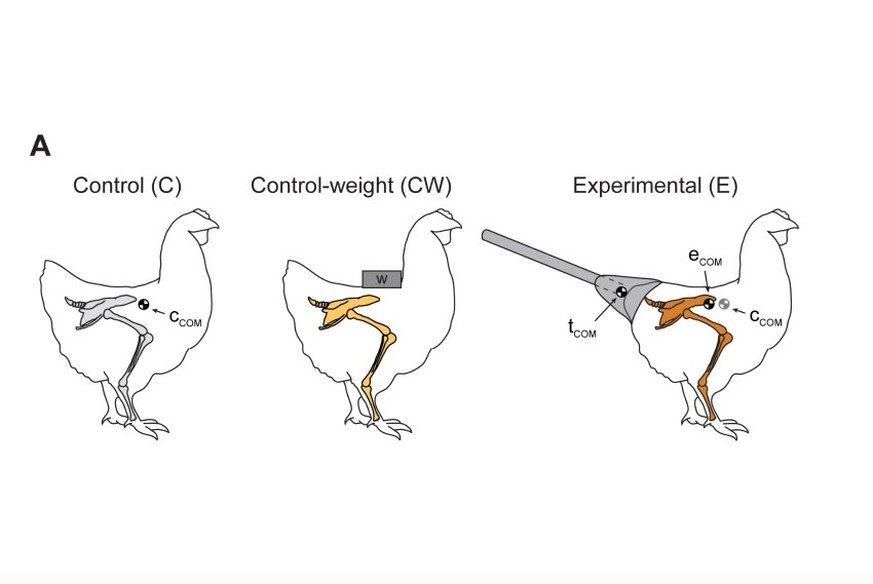 Experimental conditions and kinematic parameters measured.(A) Scheme of the control (C, grey hindlimbs), control-weight (CW, yellow hindlimbs), and experimental (E, orange hindlimbs) subjects. Control ...