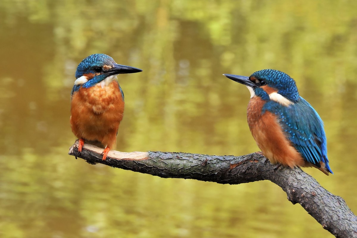 cute news tier eisvogel