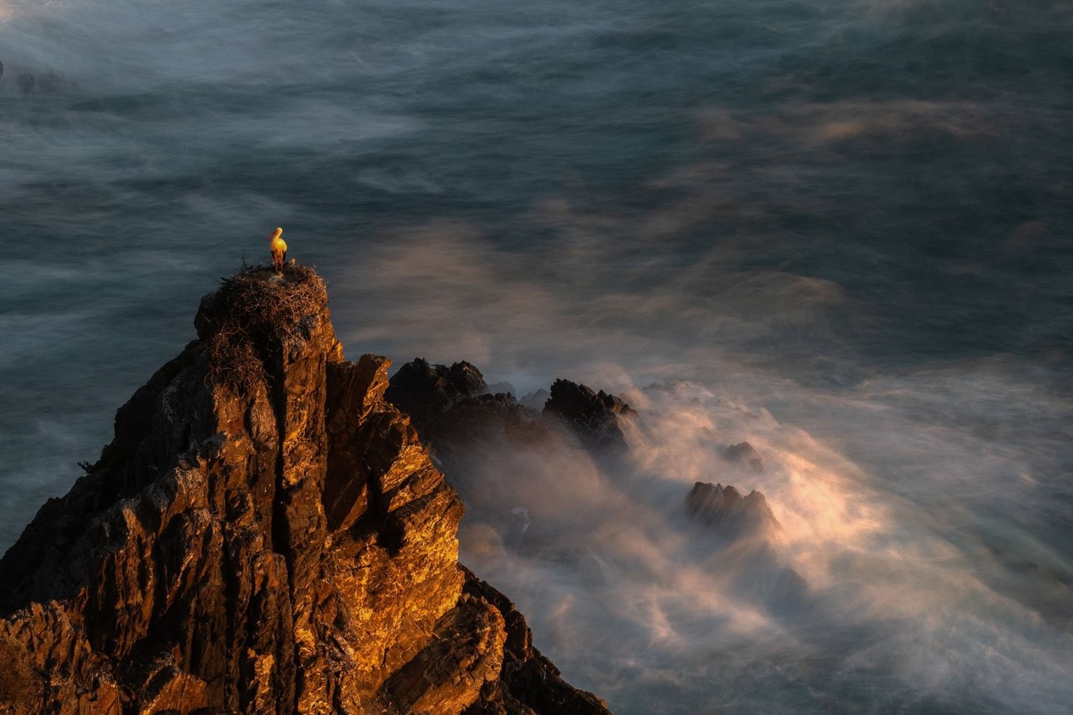 bpoty 2023. highly acclaimed in the birds category in the environment category
