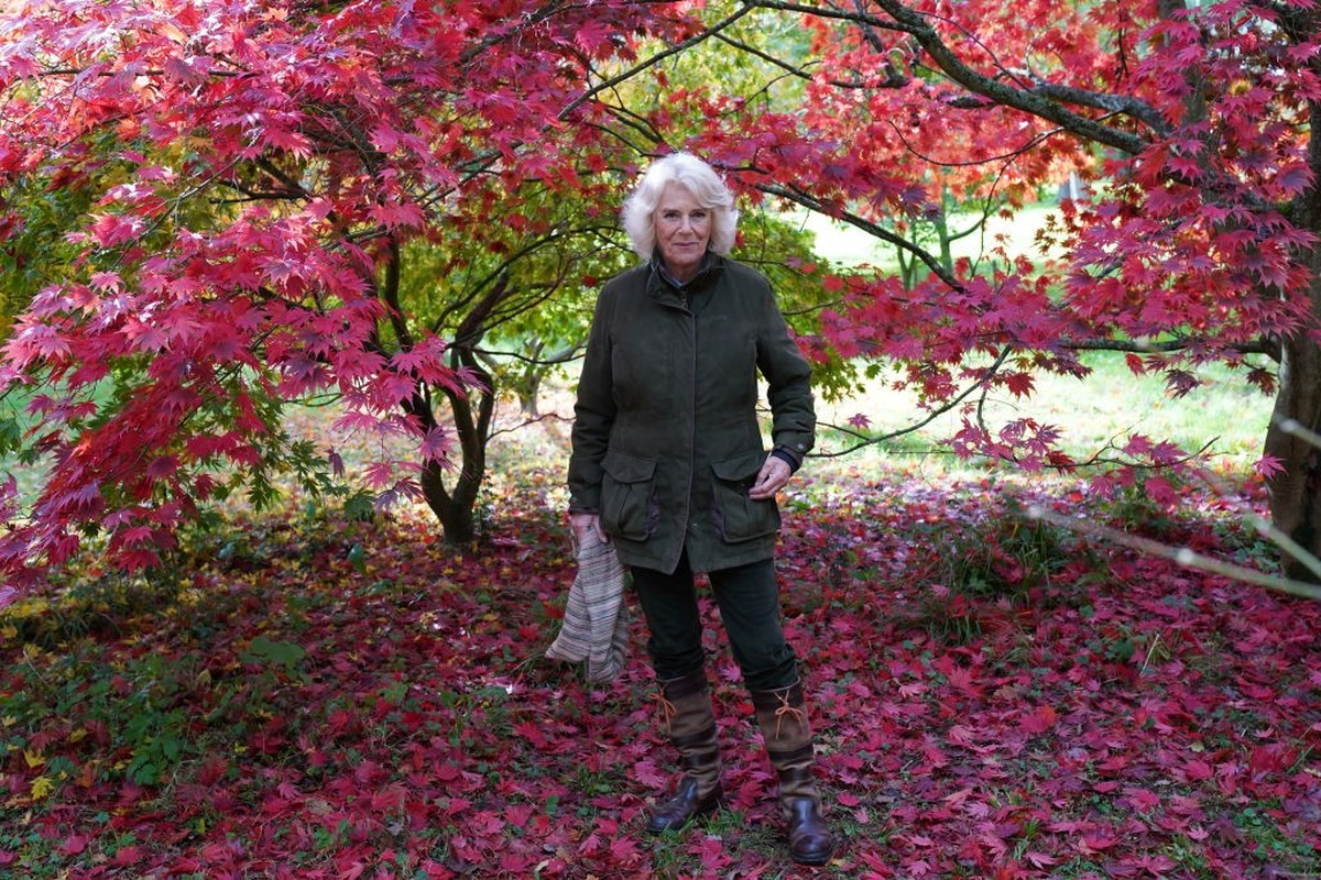 TETBURY, ENGLAND - OCTOBER 26: Camilla, Duchess of Cornwall, Patron of the Friends of Westonbirt Arboretum, visits Westonbirt, The National Arboretum on October 26, 2020 in Westonbirt, Tetbury, Englan ...