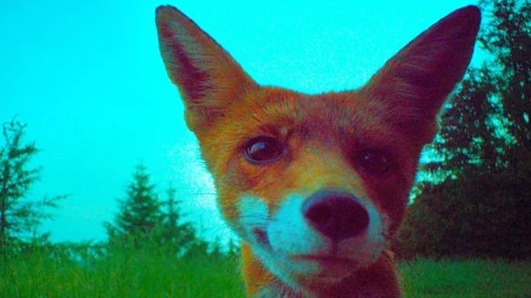 cute news tier fuchs

https://www.reddit.com/r/foxes/comments/1dnh9hp/this_fluffy_spent_the_evening_with_me_we_ate_eggs/