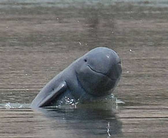 Irawadidelfin
Cute News
http://imgur.com/gallery/KHlpl