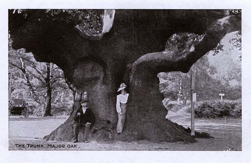 A Woman standing in the trunk of the Major Oak, Sherwood A Woman standing in the trunk of the Major Oak, Sherwood Forest near Edwinstowe, Nottinghamshire. According to local folklore, it was Robin Hoo ...