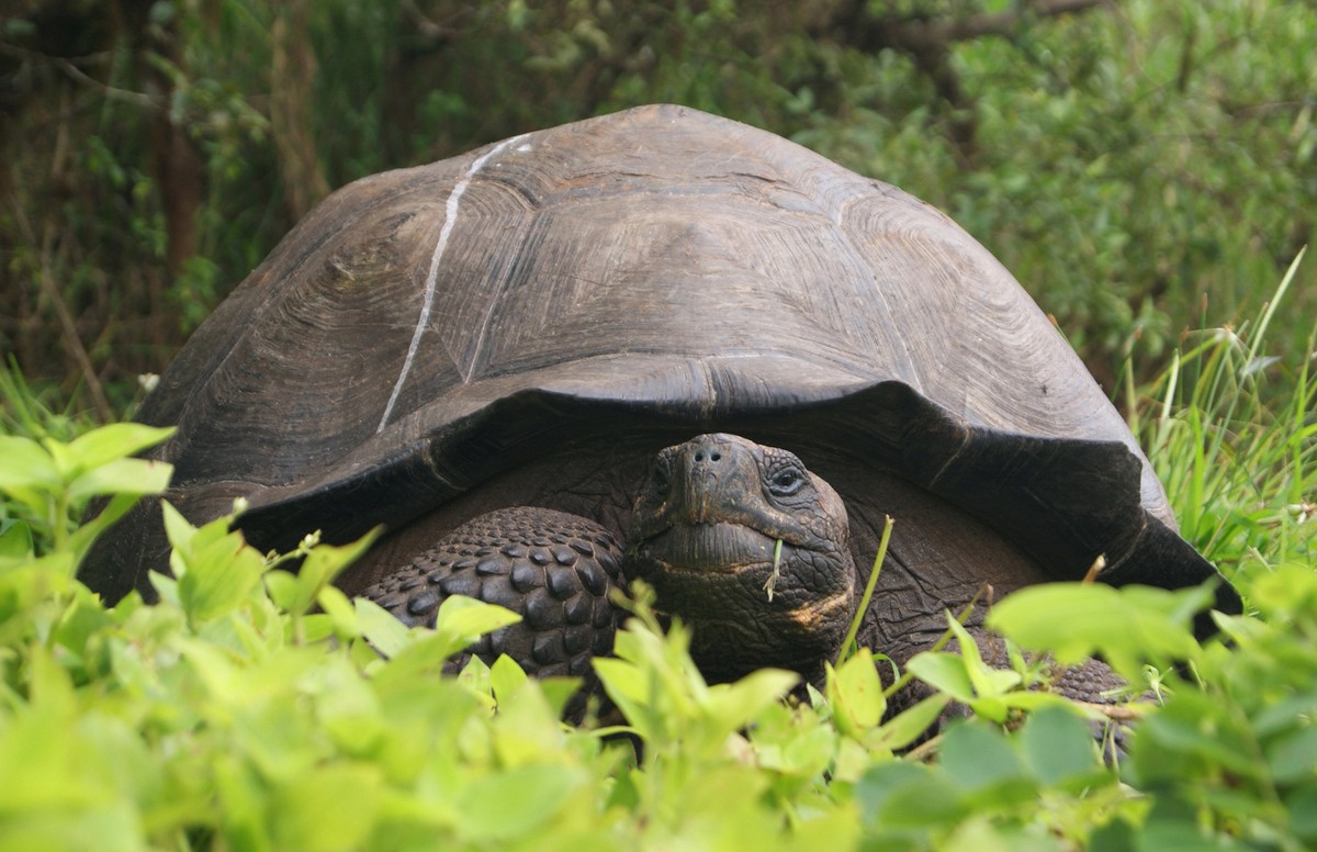 This Aug. 30, 2015 photo released by Galapagos National Park shows a new species of tortoise on Santa Cruz Island, Galapagos Islands, Ecuador. The national park said in a statement on Tuesday, Oct. 20 ...