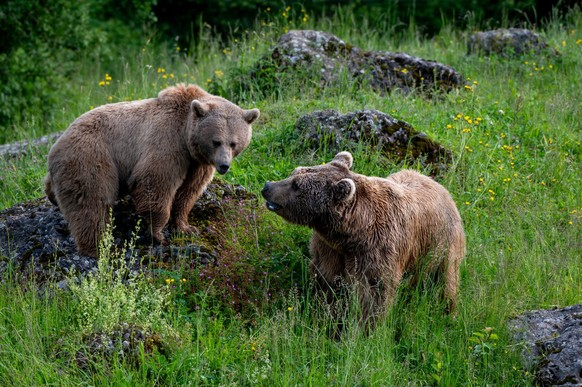 Bärin Tamar und Bär Takis, Natur- und Tierpark Goldau. Syrische Braunbären.