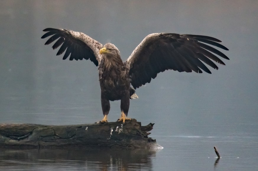 Der Seeadler, ein Prachtstier.