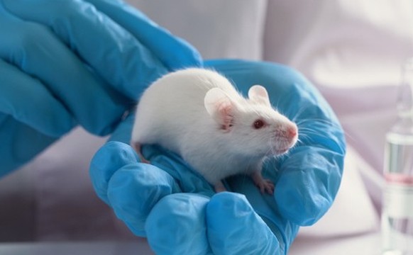 Labor maus mouse lab