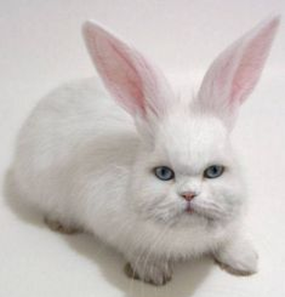 Lustige Tierbilder IX: 41 Katzenbilder, um die Welt wieder ins Gleichgewicht zu bringen\nNa gut, wenn es zu Ostern keine Cute News Häschen-Special gibt, bastle ich mir halt meinen Osterhasen selber.