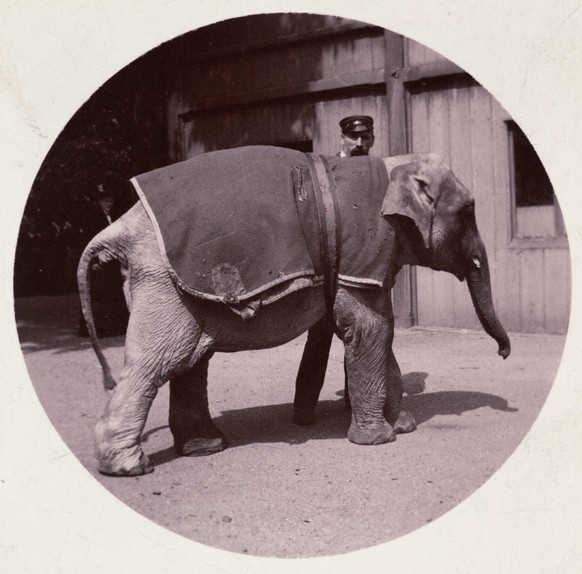 Baby-Elefant im Zoo.