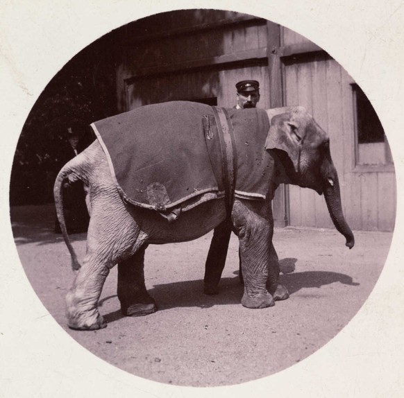Baby-Elefant im Zoo.