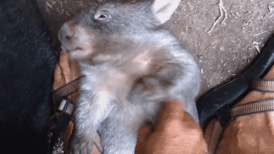Der Beweis, dass nicht alle australischen Tiere dir an den Kragen wollen – in 29 Fotos 🐨\n☺️