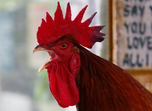 A giant red rooster from France named &quot;Mr. Universe&quot; crows as it is shown to the media by Malabon Zoo owner Manny Tangco as part of the &quot;Roosters of the World&quot; exhibition to celebr ...