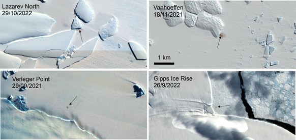 Neu-entdeckte Brutstätten von Kaiserpinguinen in der Antarktis.
