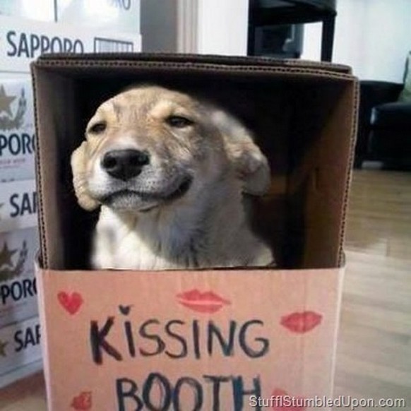 Hunde Kissing Booth

http://www.vitamin-ha.com/funny-dog-memes-15-pics/