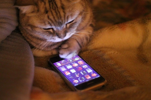 Katze am Smartphone