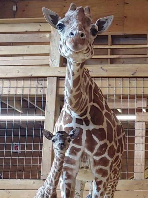 cute news animal giraffe https://www.reddit.com/r/AnimalsBeingMoms/comments/1aka12v/this_happy_mother_giraffe_and_her_baby/