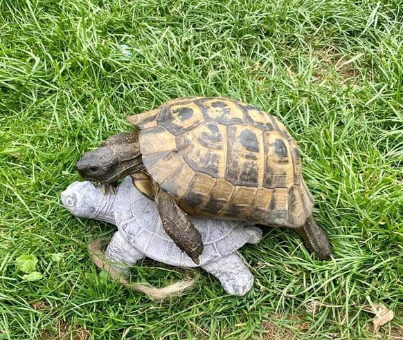 Cute news, süsse tiere