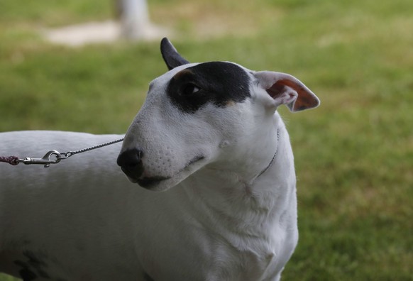 epa10026271 A miniature Bull Terrier awaits competition, during the 146th Annual Westminster Kennel Club Dog Show, at the Lyndhurst Estate, in Tarrytown, New York, USA, 21 June, 2022. EPA/Peter Foley