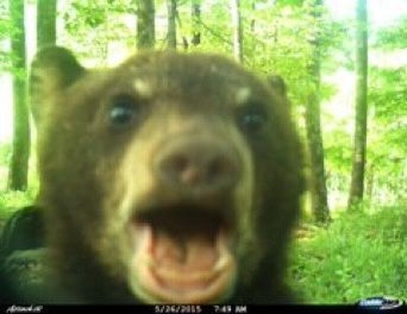 cute news tier bär wildtierkamera

https://ch.pinterest.com/pin/1121888957177010379/