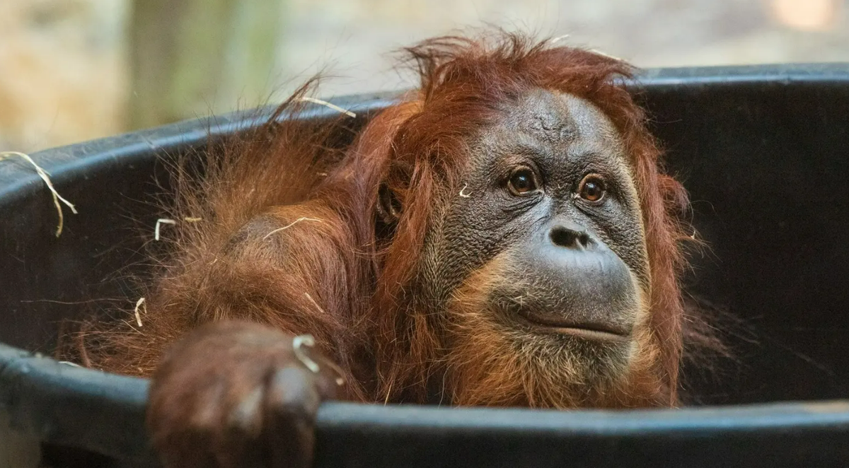 Das Orang-Utan-Weibchen Revital
