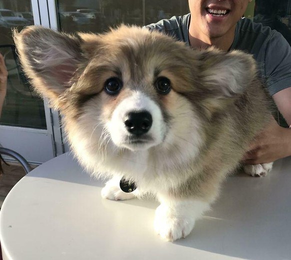 corgi hund dog

https://www.boredpanda.com/cute-funny-corgi-pictures/?utm_source=google&amp;utm_medium=organic&amp;utm_campaign=organic