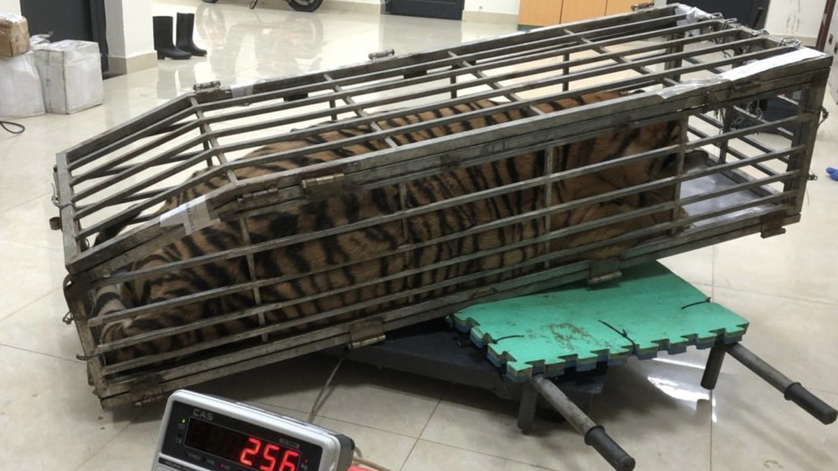 Vietnamese smuggles tiger in car – crammed into small cage More than 20 years after the murder of Jam Master Jay: Trial of two alleged perpetrators