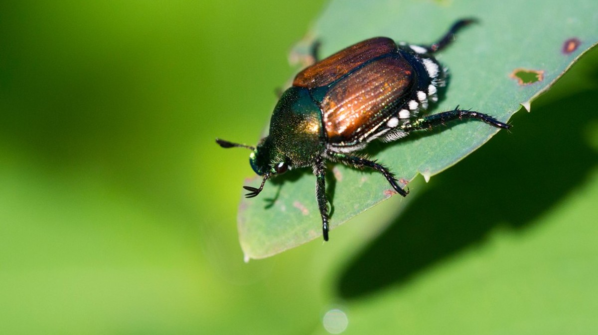 Popillia japonica (Japankäfer)
