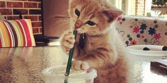 23 Katzen, die eiskalt auf frischer Tat ertappt werden (Teil 2)