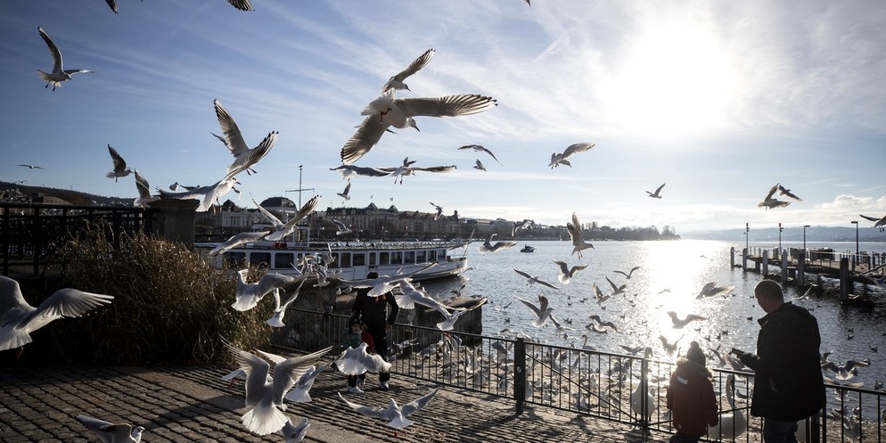 In Zürich häufen sich die Sichtungen von toten Wasservögeln. Am Ufer des Zürichsees in Wollishofen oder auch am Mythenquai liegen Vogelkadaver an den Ufern.