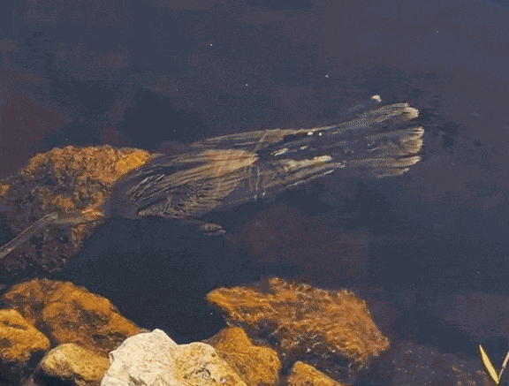 Animiertes GIF